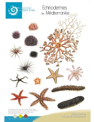 Poster Echinodermes de Méditerranée - C. Girard