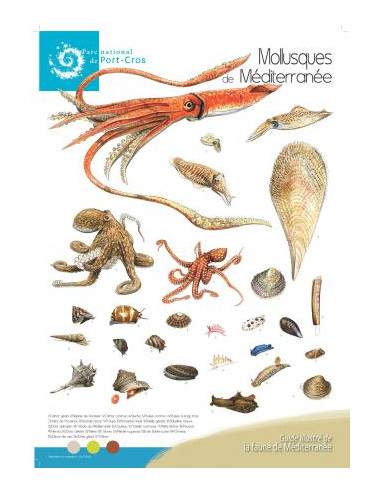 Poster Mollusques de Méditerranée - C. Girard