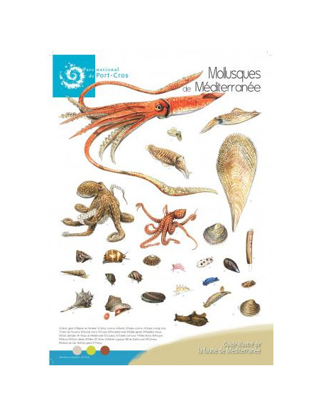 Poster Mollusques de Méditerranée - C. Girard