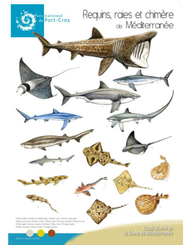 Poster Requins de Méditerranée - C. Girard