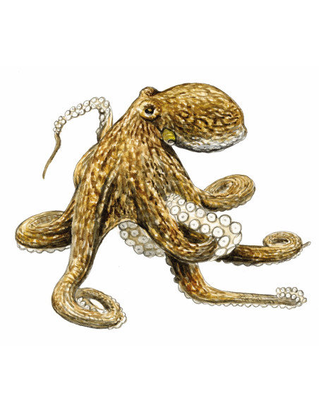 Poulpe Commun - Octupus vulgaris