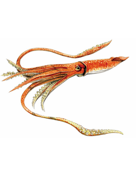 Calmer géant - Architeutis dux