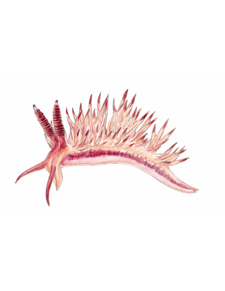 Flabelline mauve - Flabellina affinis