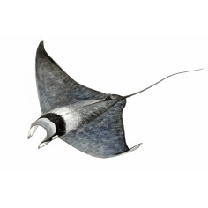 Poster Requins de... 2