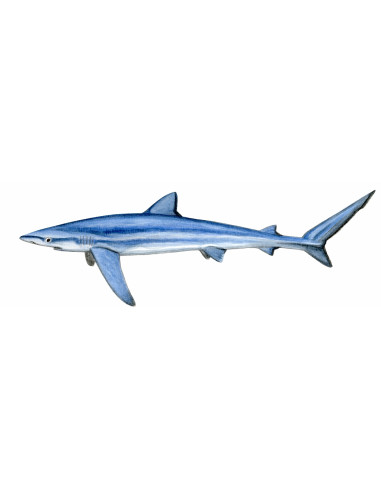 Requin peau bleu - Prionace glauca