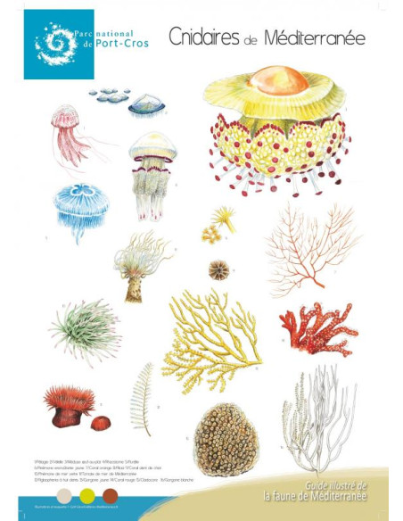 Poster Cnidaires de Méditerrannée - C. Girard