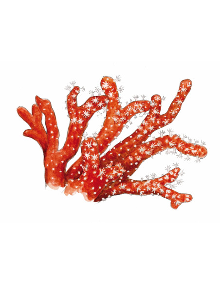Corail rouge - Corallium rubrum