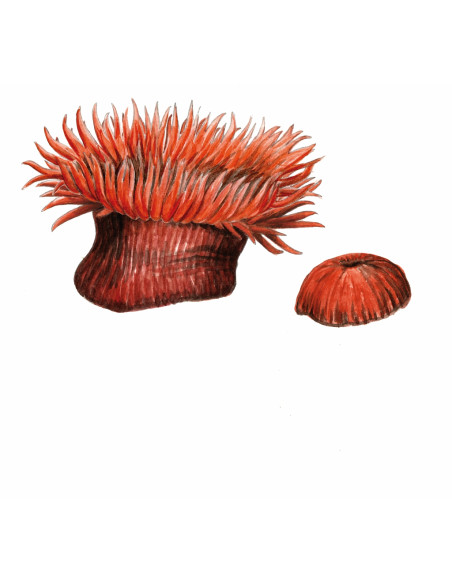 Tomate de mer de Méditerranée - Actinia Schmidti