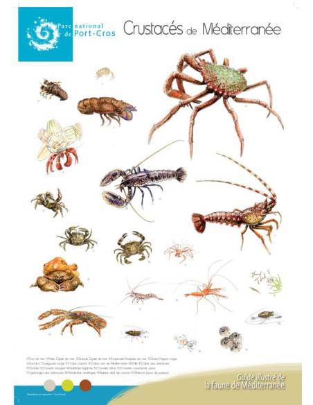 Poster Crustacés de Méditerranée - C. Girard