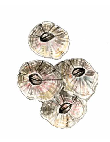 Balane dent de cochon - Chtamalus stellatus