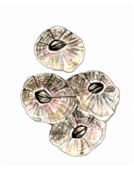 Balane dent de cochon - Chtamalus stellatus