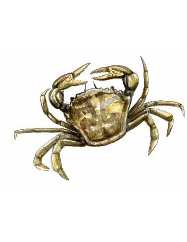 Crabe vert de Méditerranée - Carcinus aestuarii