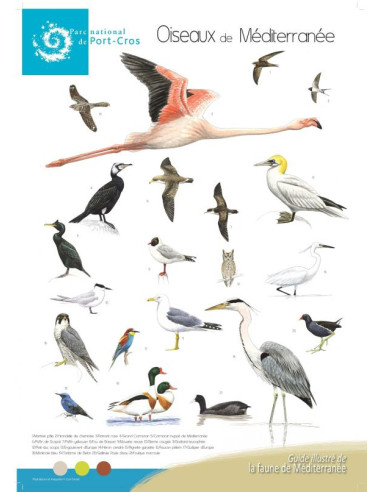 Poster Oiseaux de Méditerranée - C. Girard