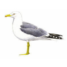 Poster Oiseaux de... 2