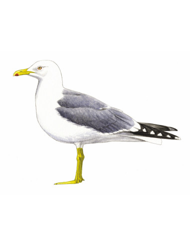 Goéland leucophée - Larus michahellis