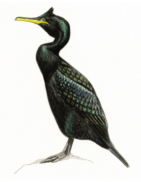 Cormoran huppé - Phalacrocorax aristotelis Cormoran huppé - Phalacrocorax aristotelis