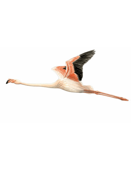 Flamant rose - Phoenicopterus roseus Flamant rose - Phoenicopterus roseus
