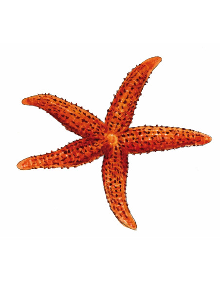 Étoile de mer rouge - Echinaster sepositus
