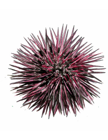 Oursin violet - Paracentrotus lividus