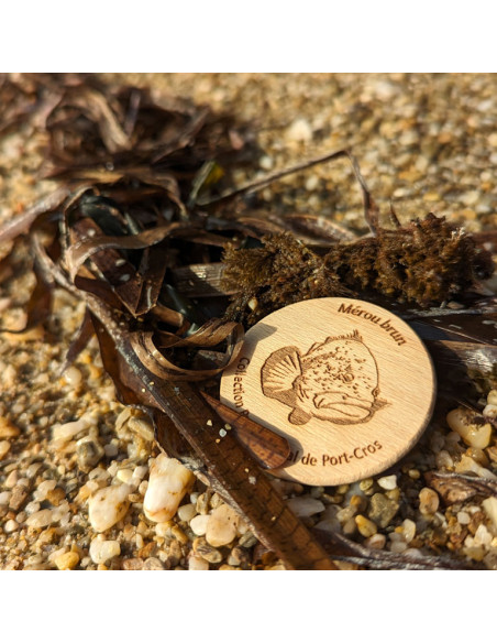 Magnet • Mérou brun