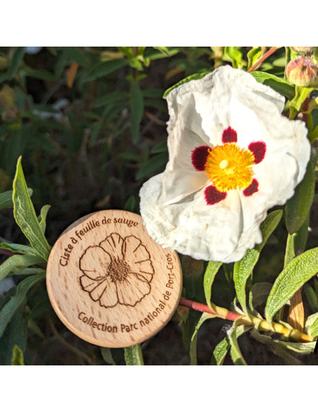 Magnet • Ciste à feuilles de sauge