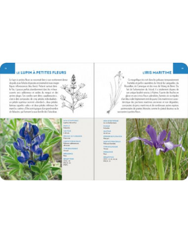 Fleurs du littoral méditerranéen – Les...