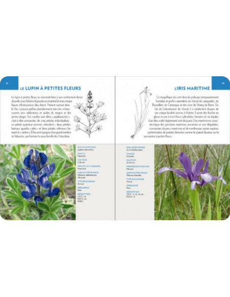 Fleurs du littoral méditerranéen – Les Mosaïques nature