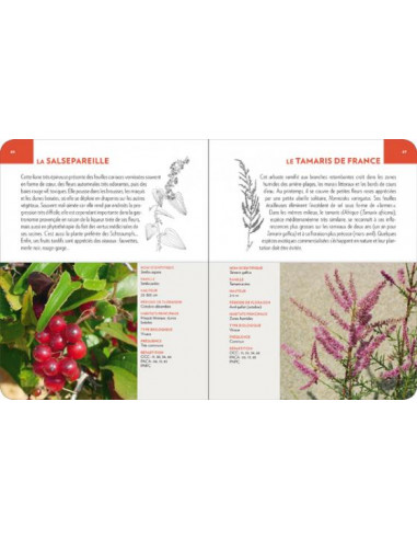 Fleurs du littoral méditerranéen – Les...