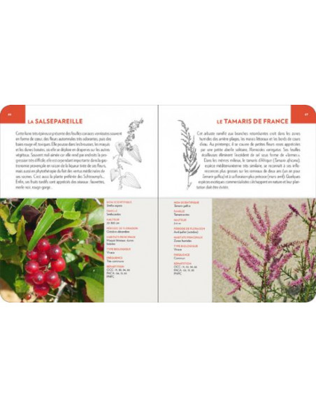 Fleurs du littoral méditerranéen – Les Mosaïques nature