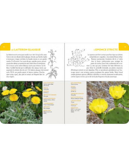 Fleurs du littoral méditerranéen – Les Mosaïques nature