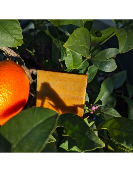 Savons naturels aux agrumes • Collaboration avec la Savonnerie du Baou