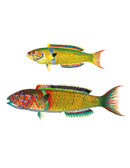 Grandes cartes postales gravures anciennes