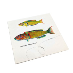 Grandes cartes postales... 2